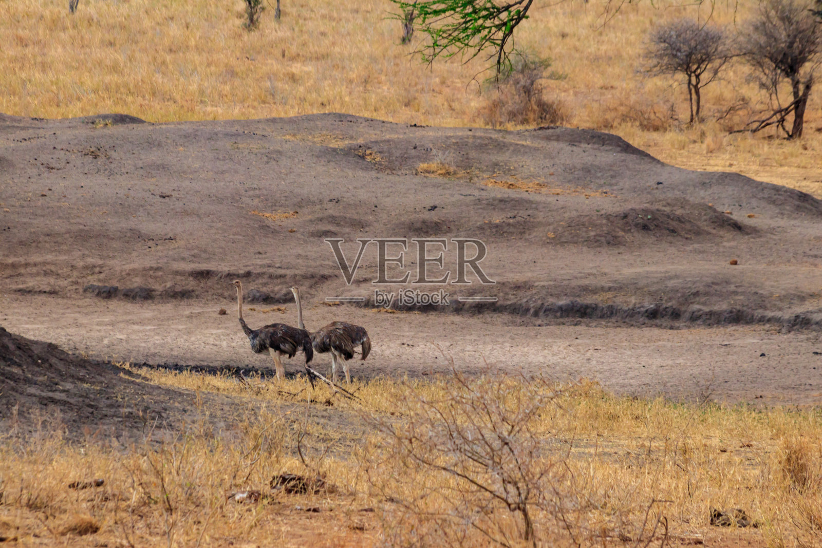 坦桑尼亚Tarangire国家公园的两只普通鸵鸟(Struthio camelus)雌性照片摄影图片