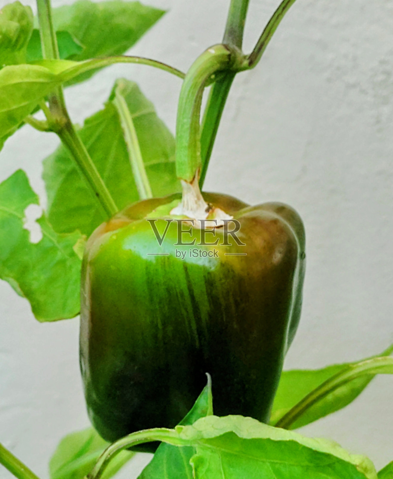 辣椒佛照片摄影图片