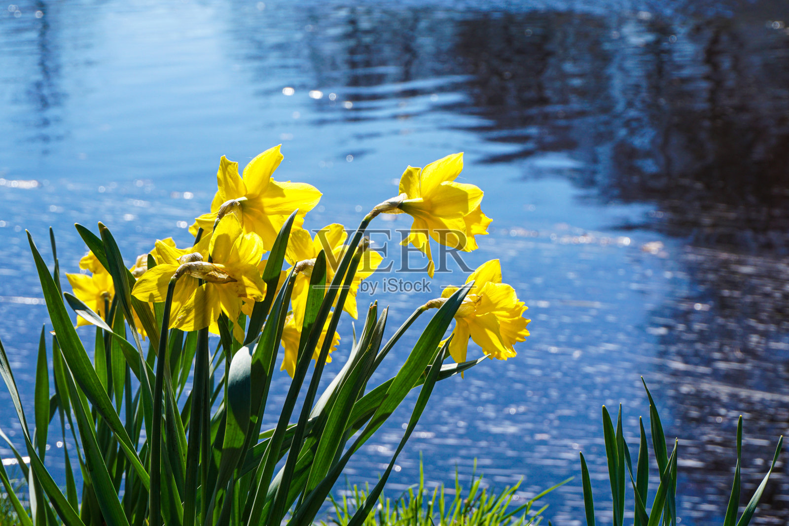 湖边黄色开花植物特写照片摄影图片