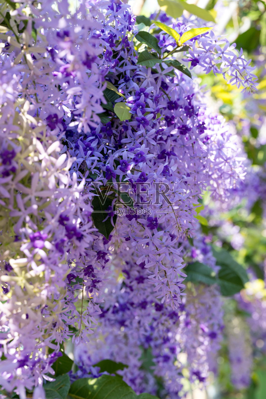 紫色花环花(Petrea volubilis)夏季开花，热带花照片摄影图片