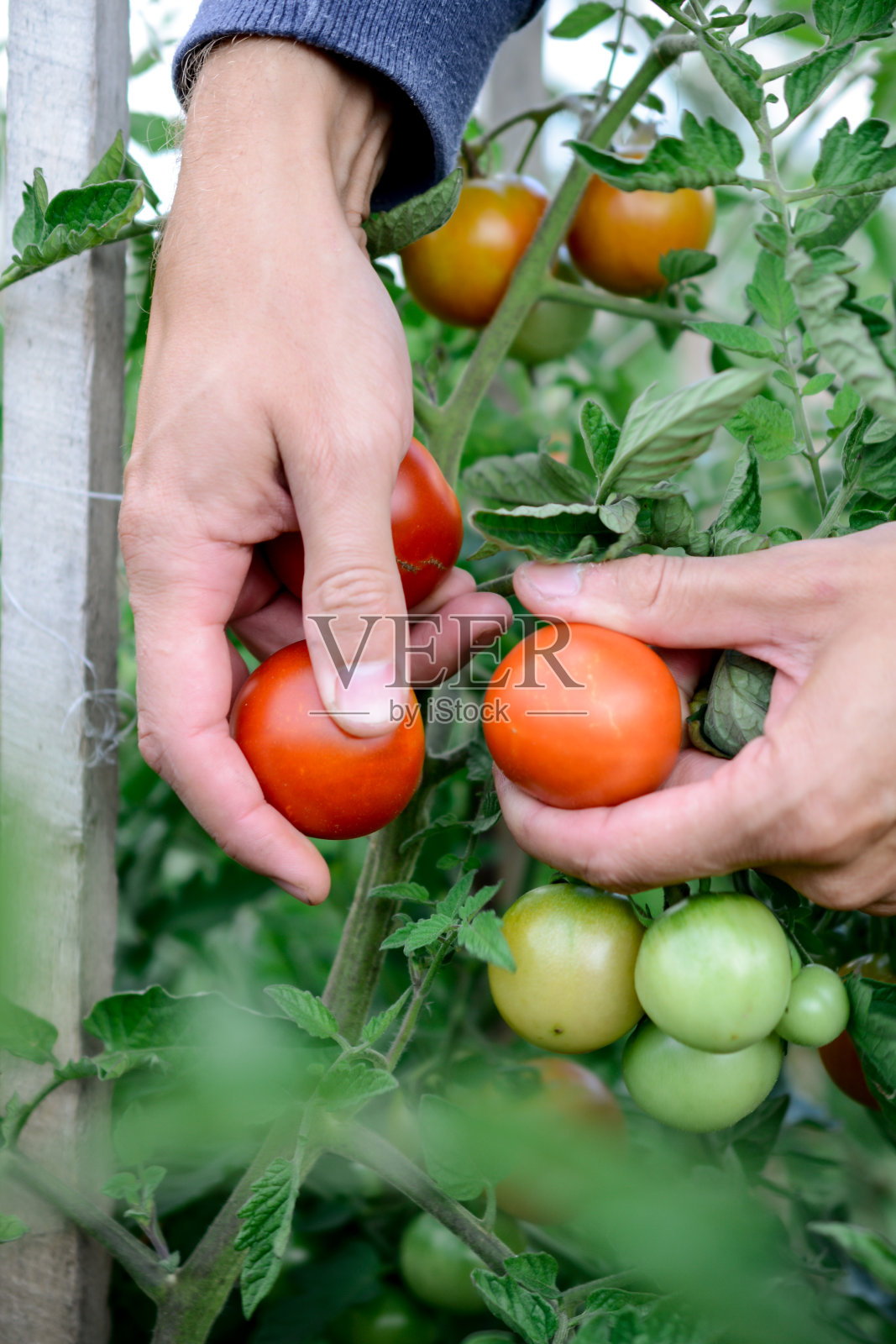 在花园里收获成熟的西红柿照片摄影图片