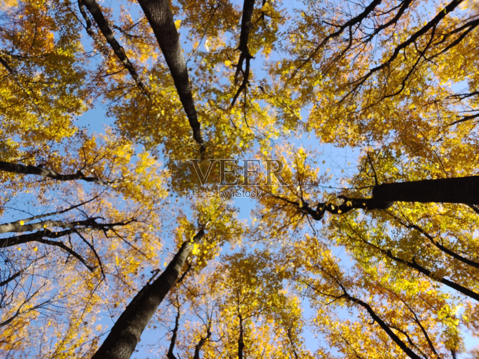 在大自然中发现的令人兴奋的颜色照片摄影图片