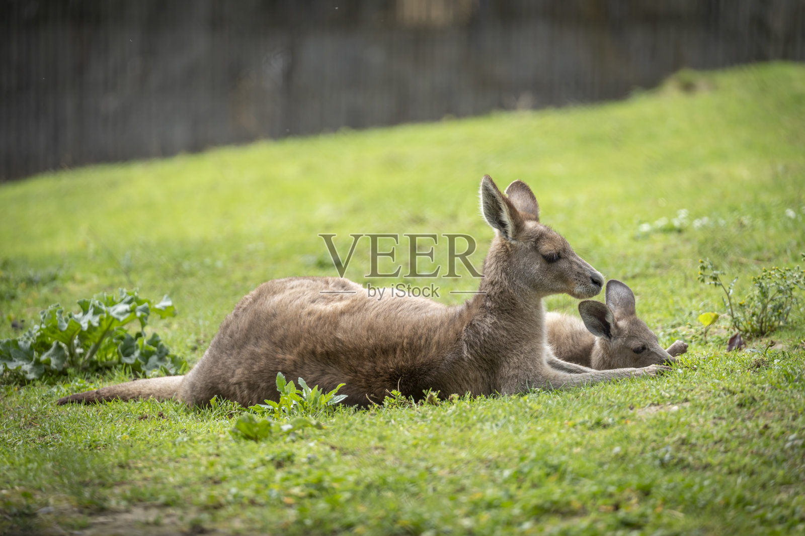 法国巴黎——2024年4月6日:动物园，植物园的动物园。大袋鼠妈妈和她的宝宝照片摄影图片