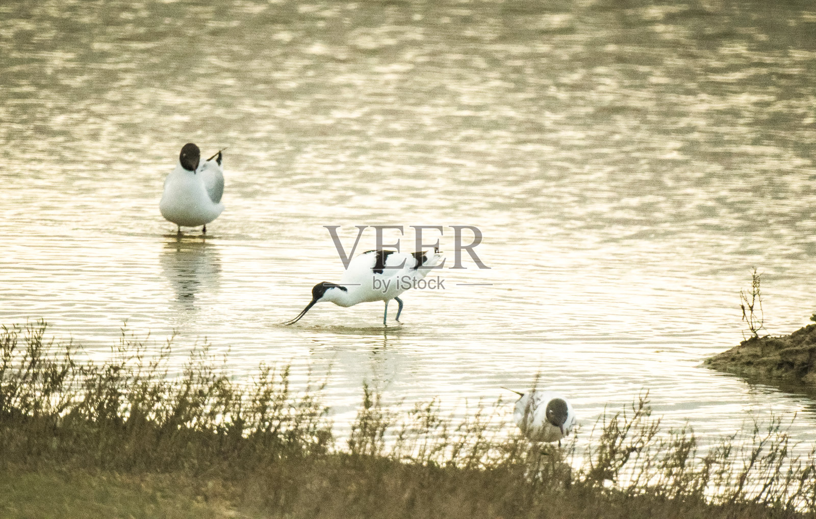 Avocet涉禽照片摄影图片