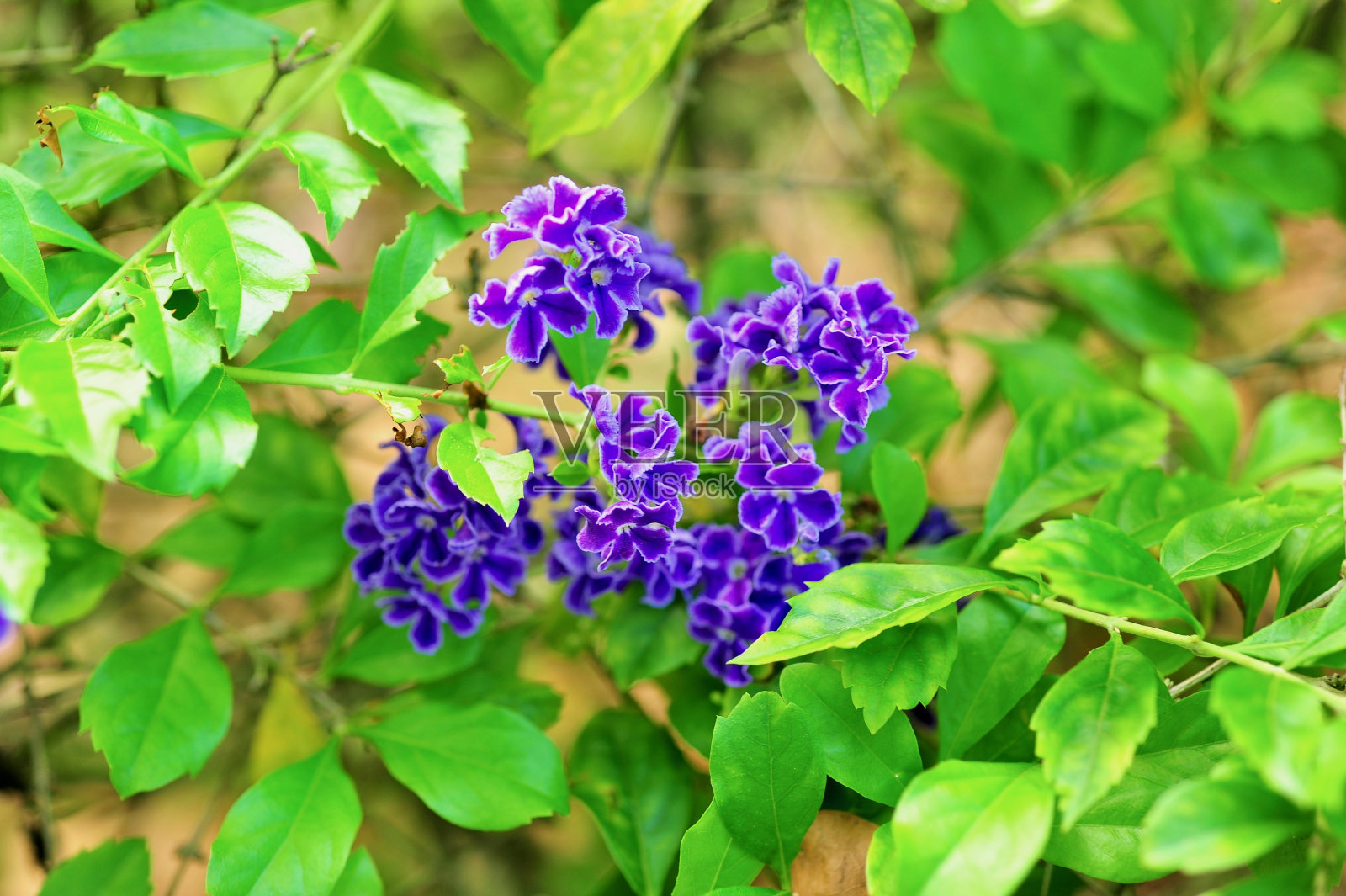 蓝色的花照片摄影图片