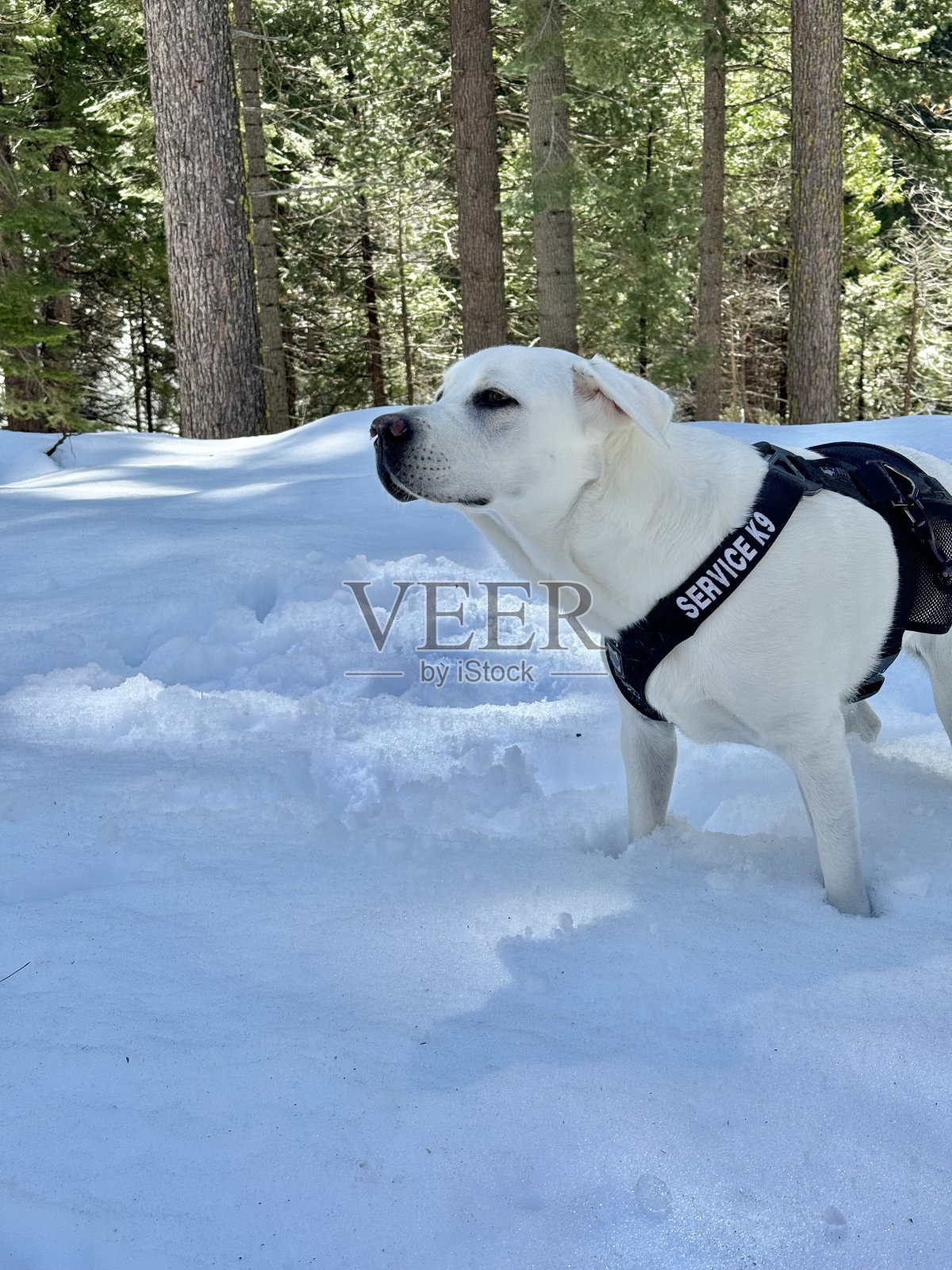 拉布拉多猎犬照片摄影图片