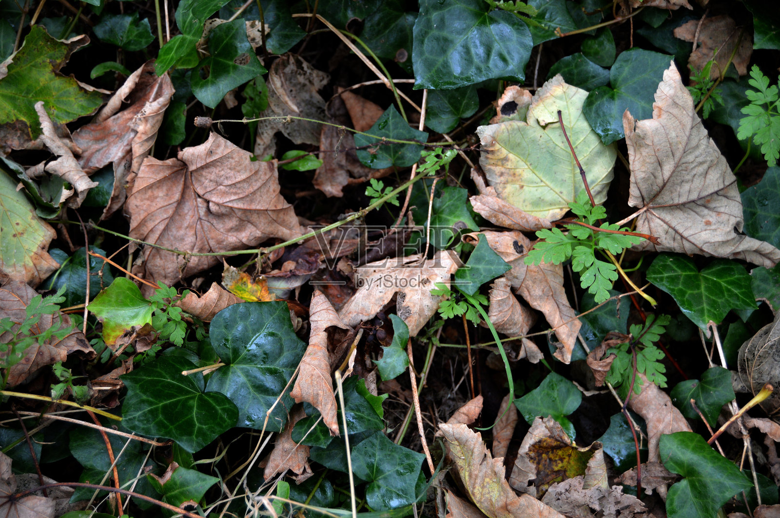 混合新鲜的新盛开的绿色充满活力的叶子和对比棕色的老干叶子全帧图片;一个美丽的自然壁纸，背景或背景照片摄影图片