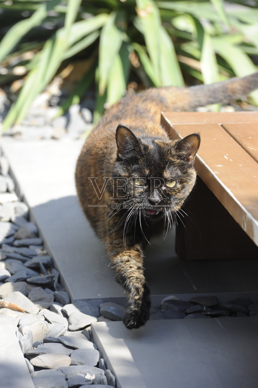 英国短毛猫照片摄影图片