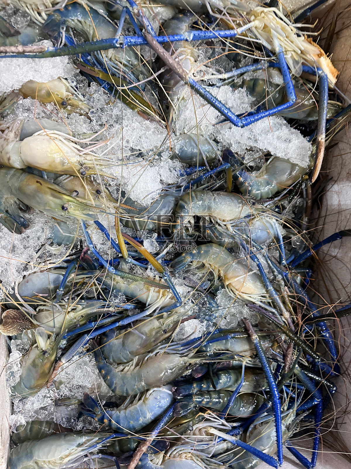 鱼市鱼贩展示的高架视图上，刚捕获的一堆巨大的淡水对虾(罗氏沼虾)在碎冰中展示在隔热聚苯乙烯板条箱中照片摄影图片
