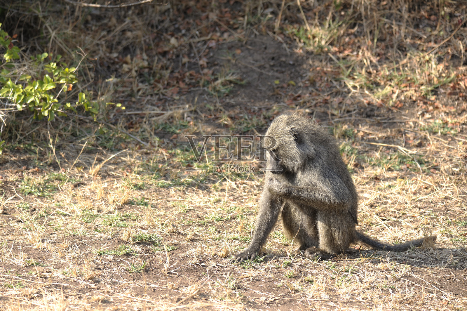 猴子照片摄影图片