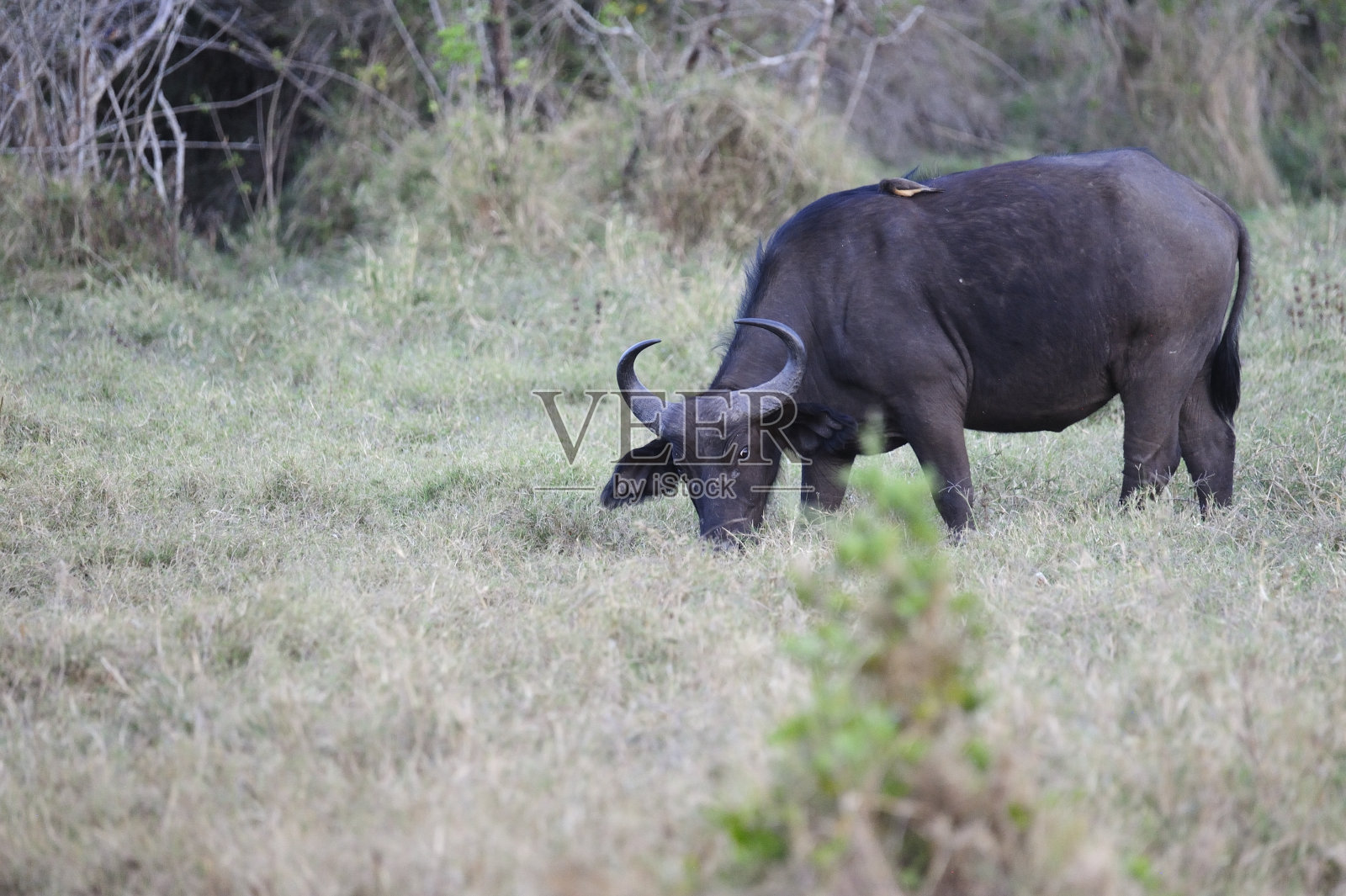 野牛照片摄影图片
