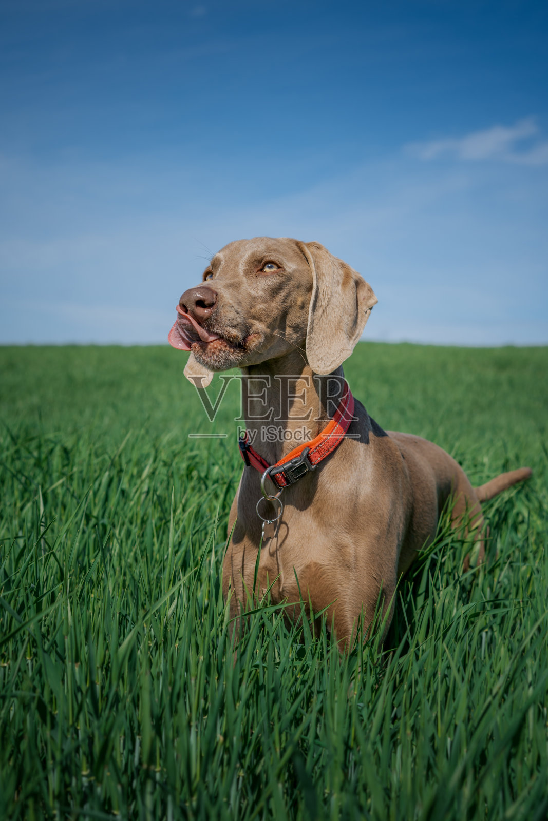 快乐的小狗威玛猎犬的画像，在绿色的田野中央，他的舌头伸出来照片摄影图片