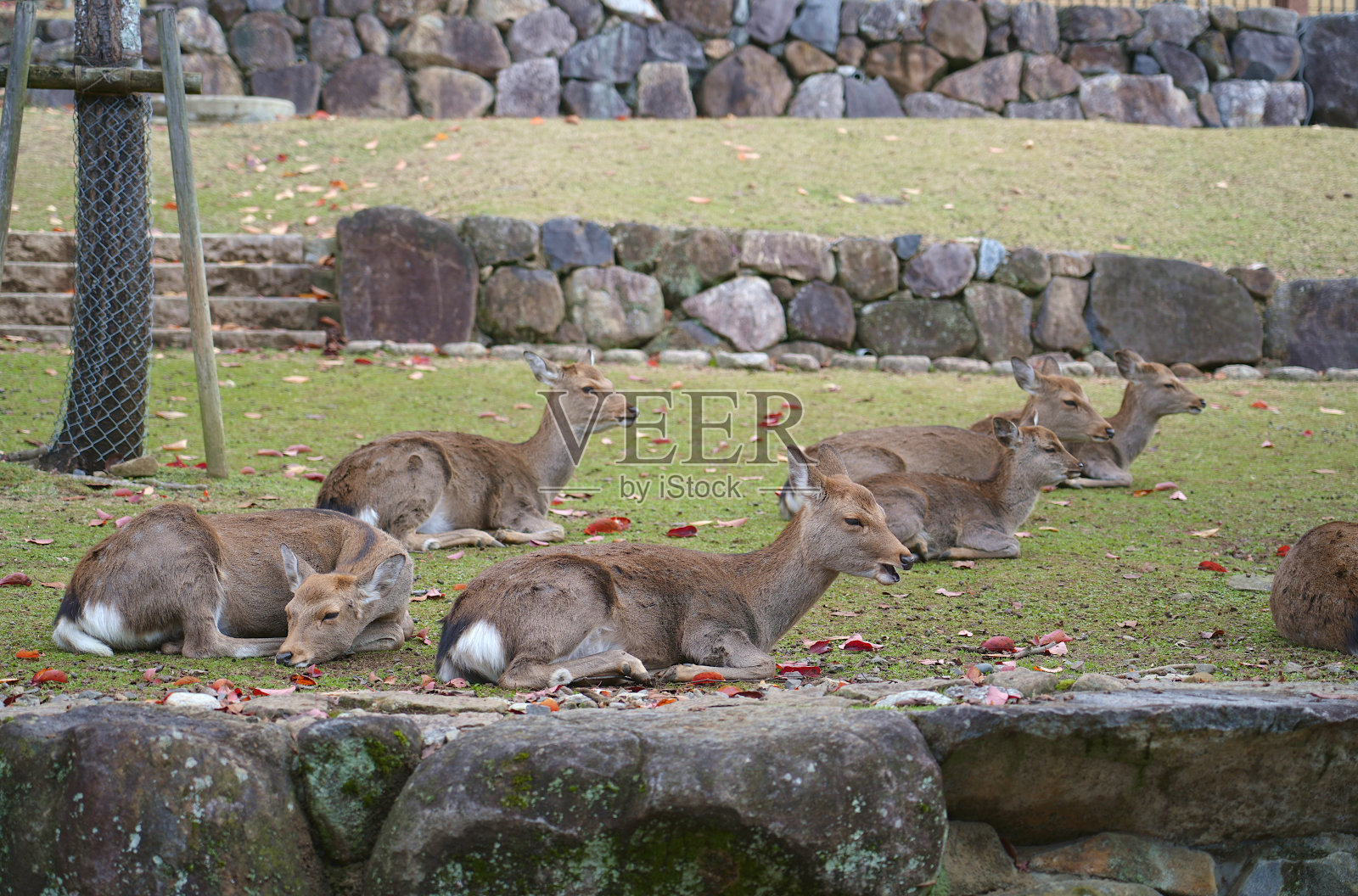 奈良公园里的鹿在寒冷的日子里舒服地坐着睡觉。照片摄影图片