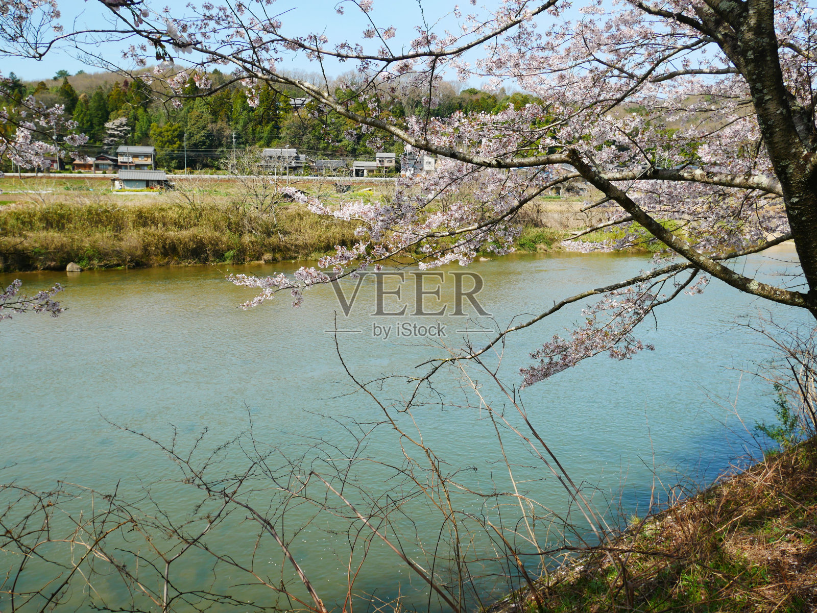 2024.04.07日本托木河河床边的樱花。照片摄影图片