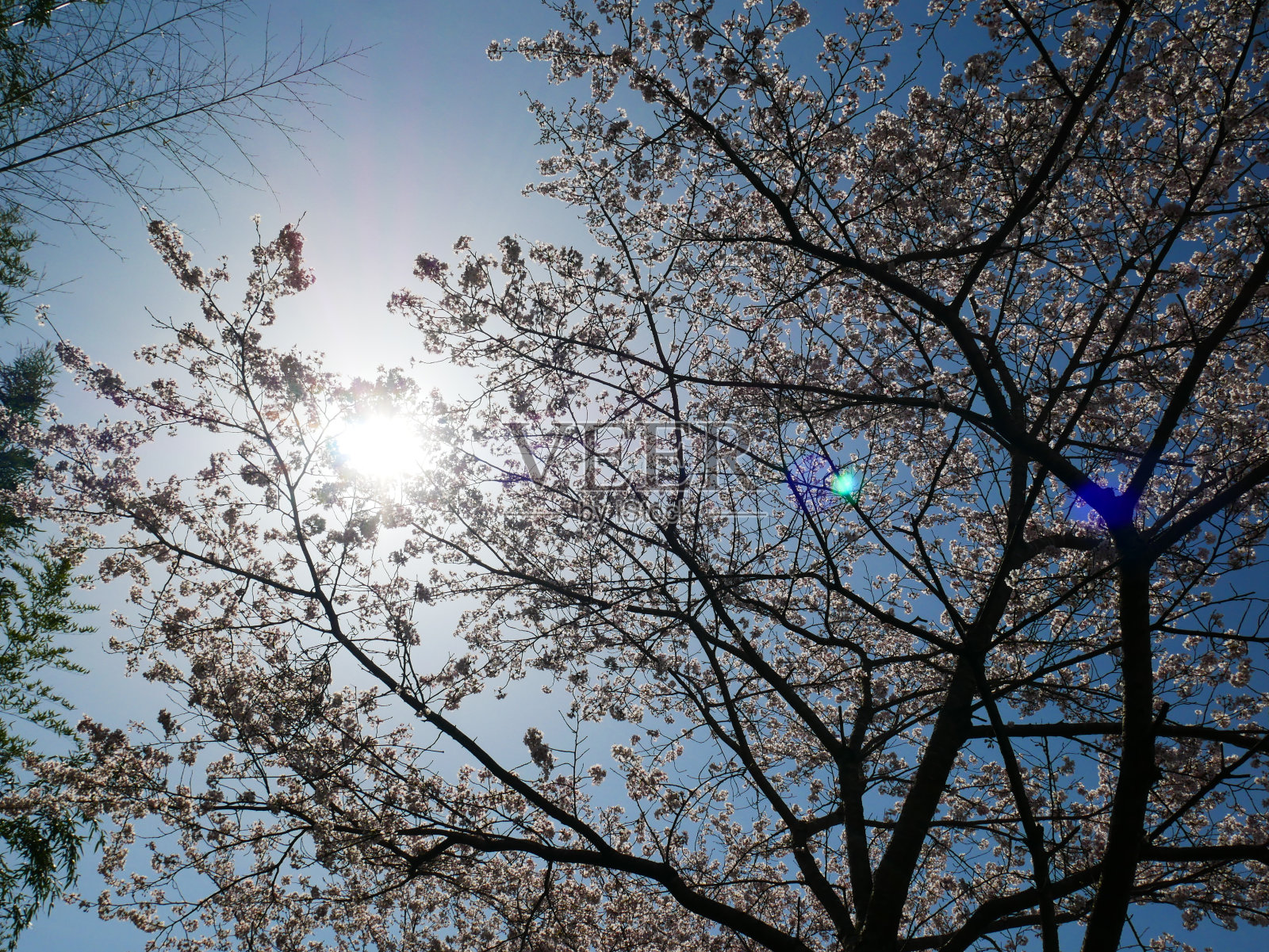 2024.04.07日本托木河河床边的樱花。照片摄影图片