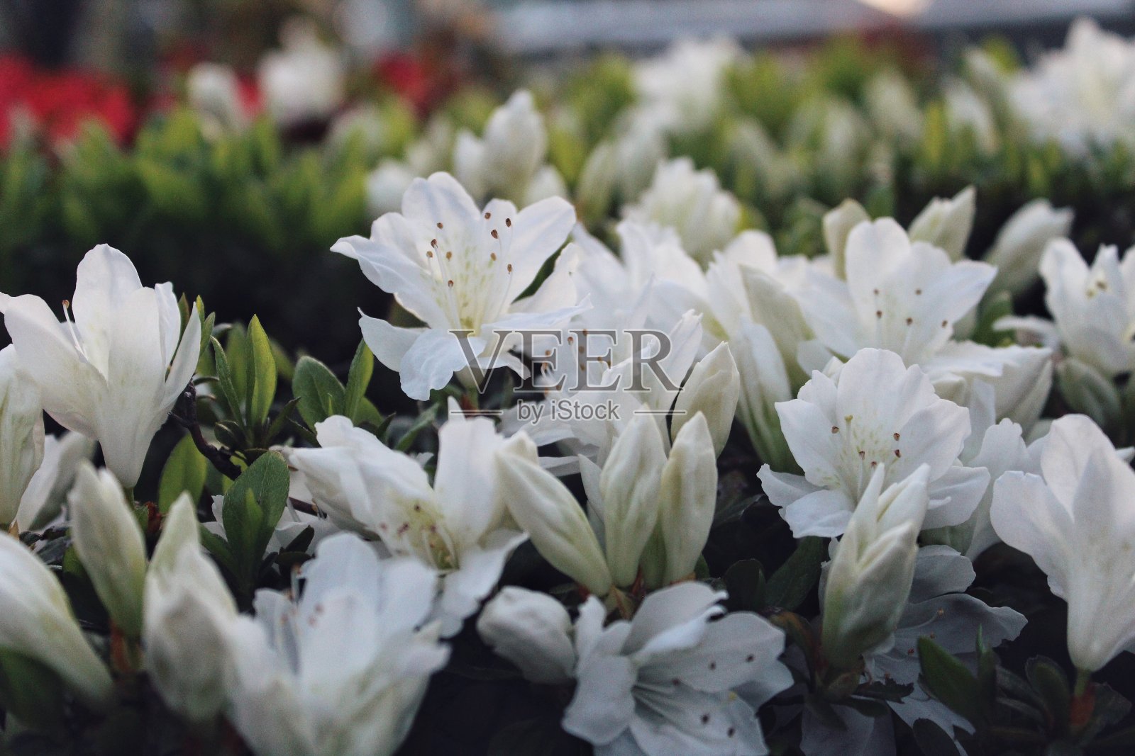 花照片摄影图片