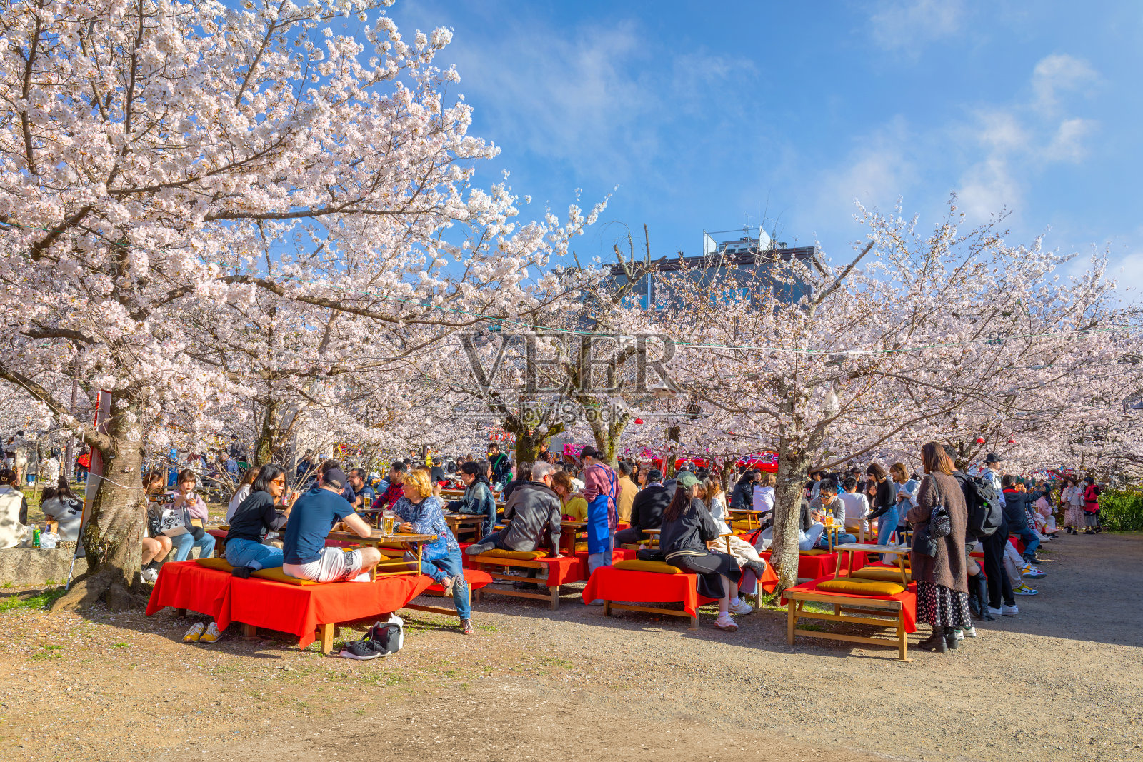 身份不明的人在日本京都丸山公园美丽的樱花盛开的春天照片摄影图片