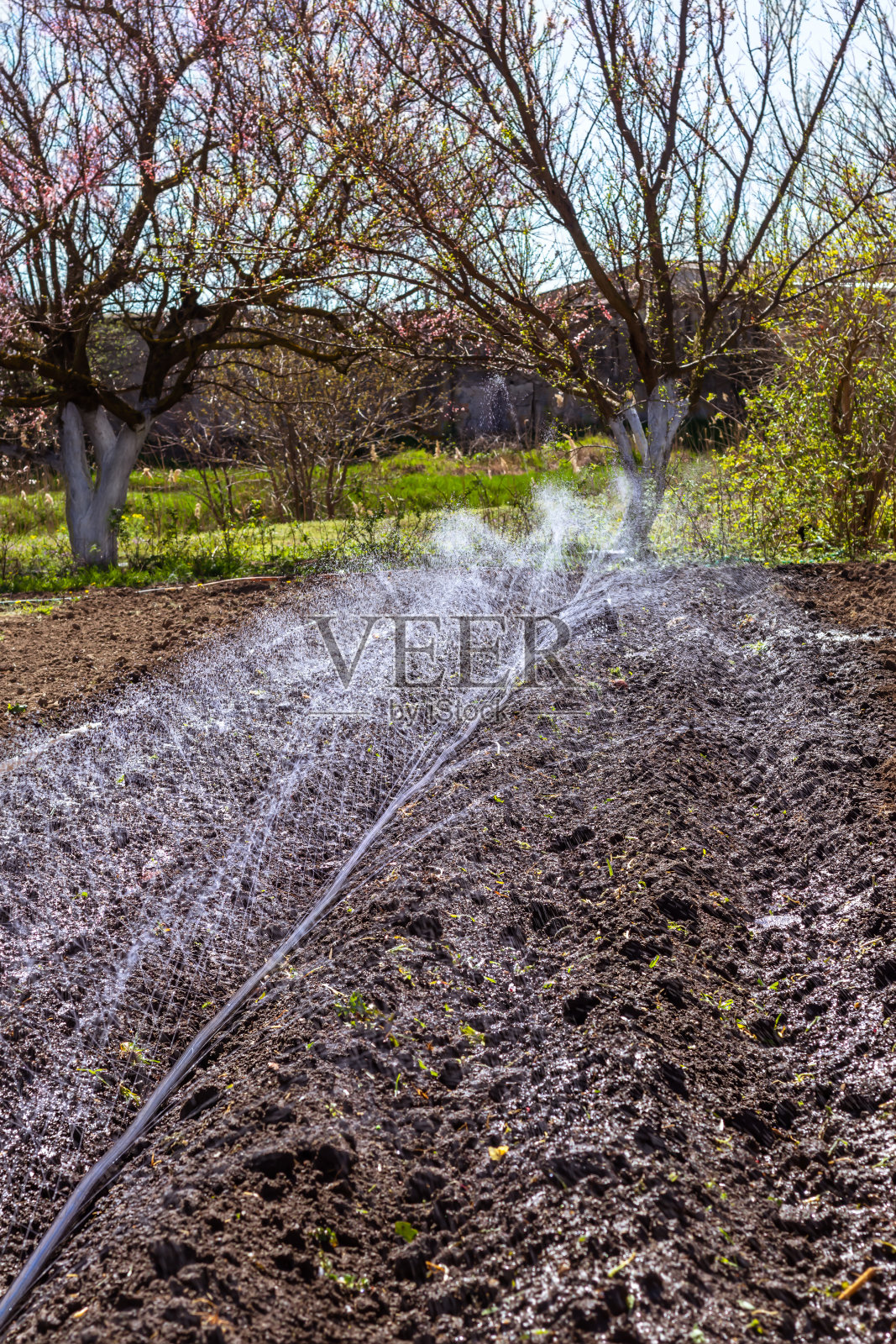春天用自动灌溉系统给犁过的土壤浇水和施用液体肥料。垂直照片摄影图片