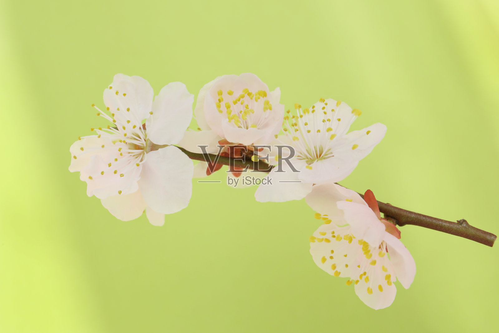 淡粉色杏花照片摄影图片