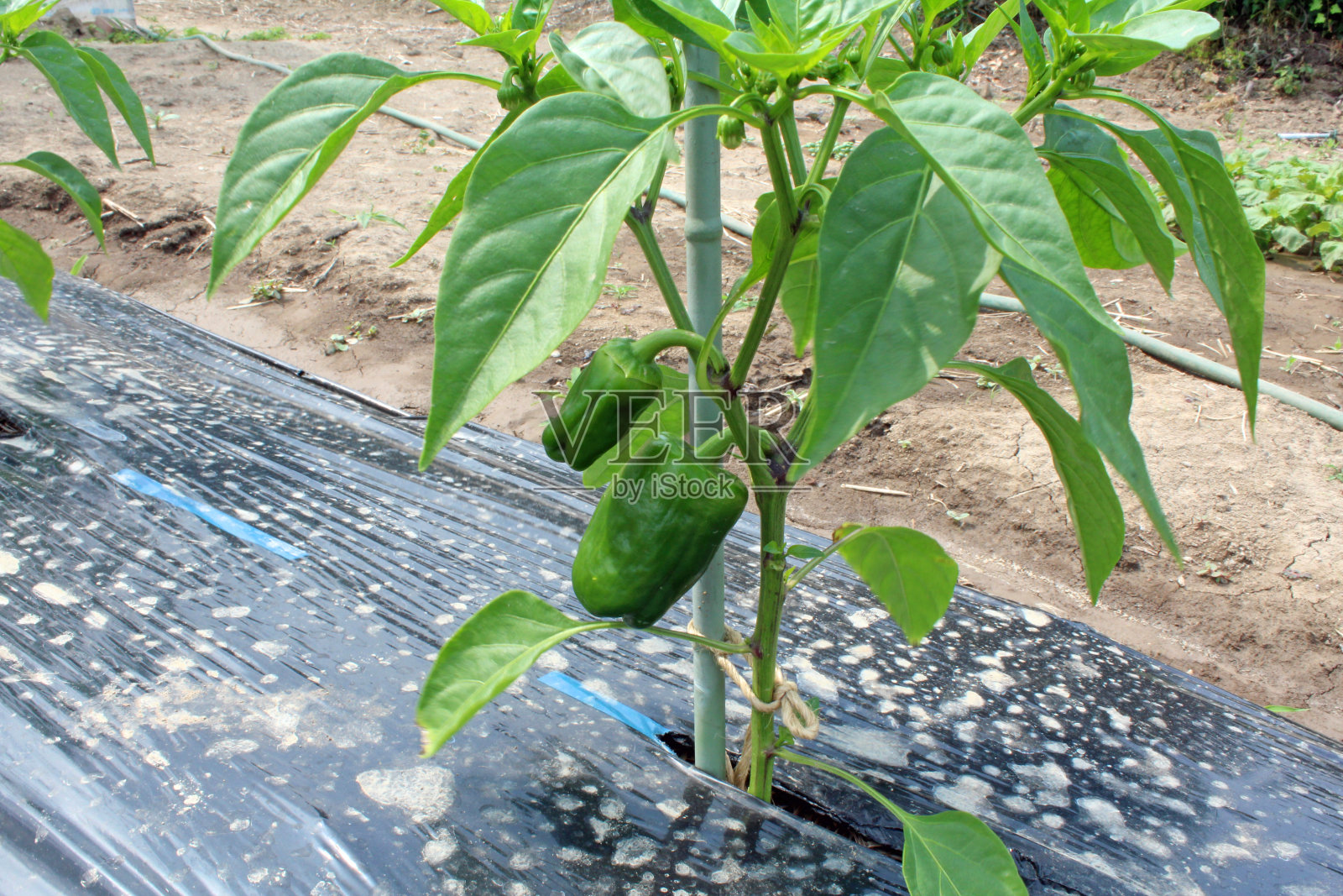 蔬菜园里生长的甜椒照片摄影图片