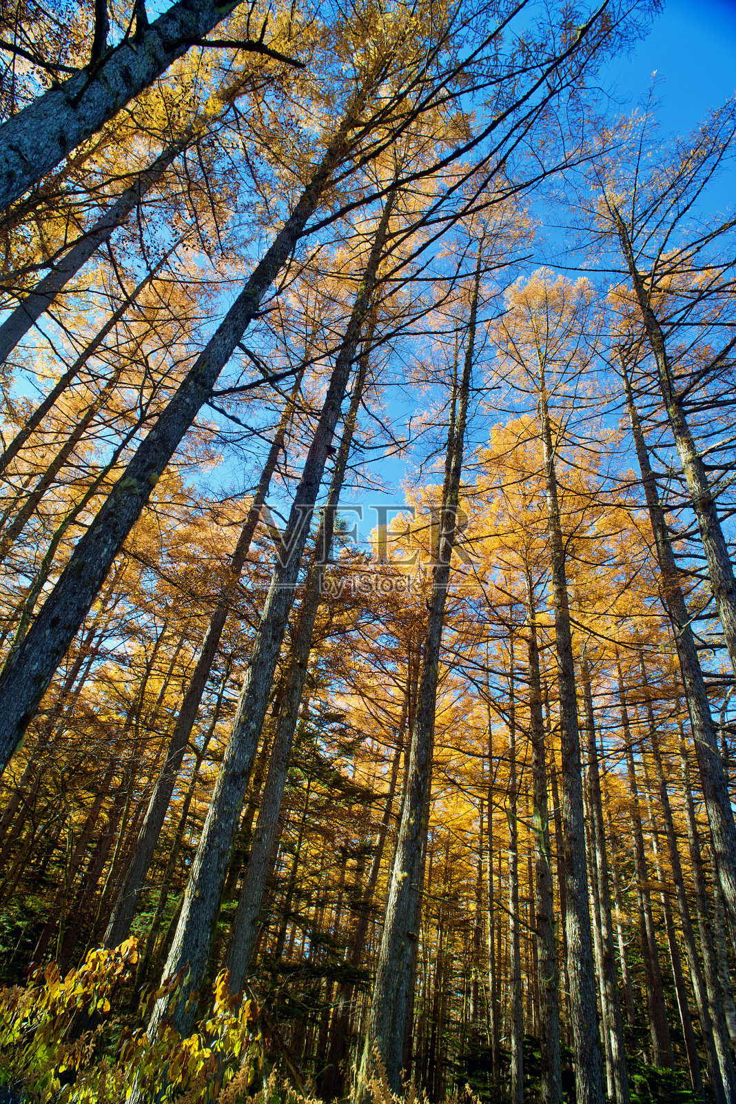 日本长野县北部阿尔卑斯山脉的上高内国家公园。照片摄影图片
