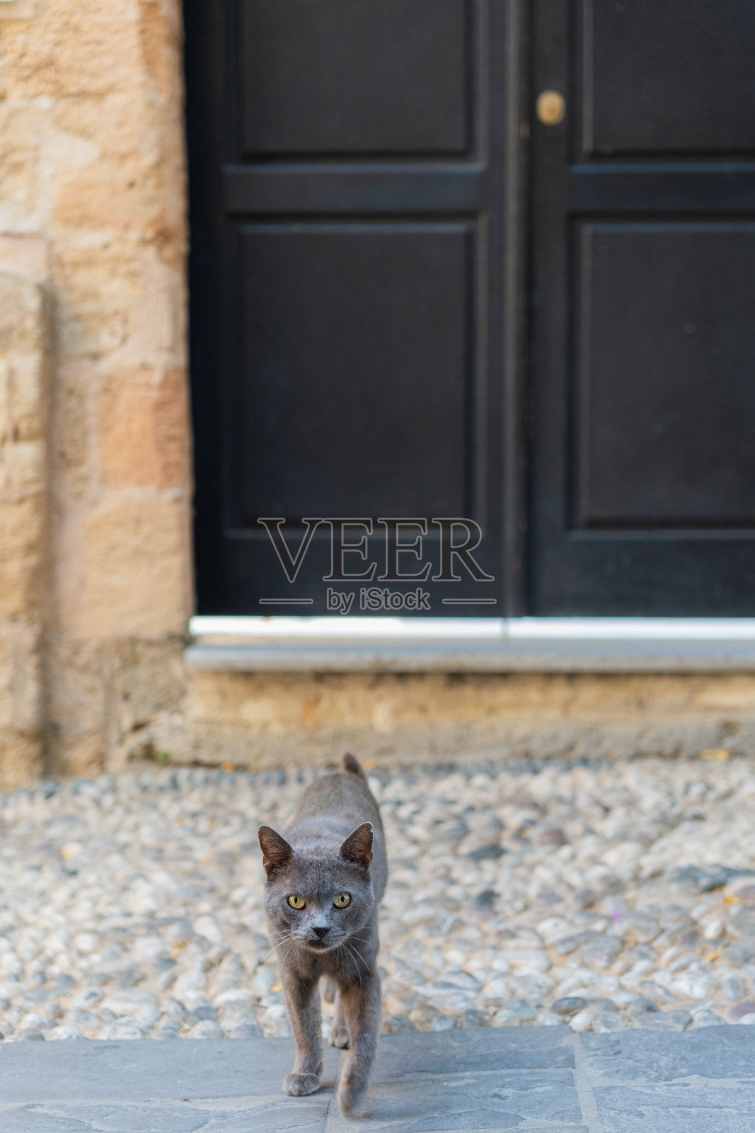 夏天的早晨，一只可爱的灰猫穿过希腊罗德岛中世纪古镇一条经典的鹅卵石街道照片摄影图片