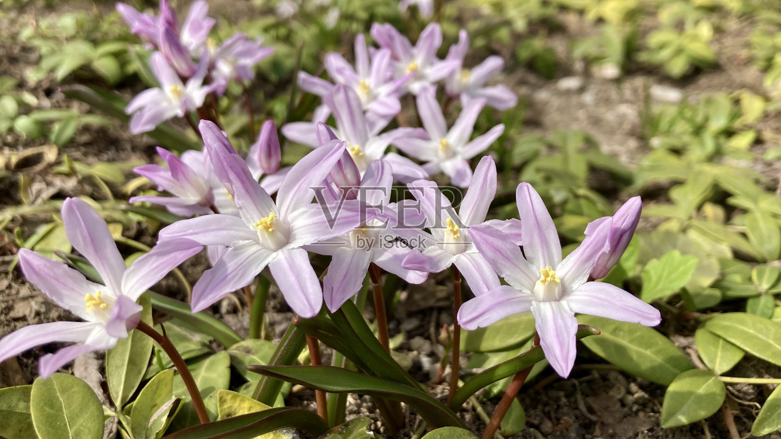 春天开花浅粉红色的凤尾草照片摄影图片