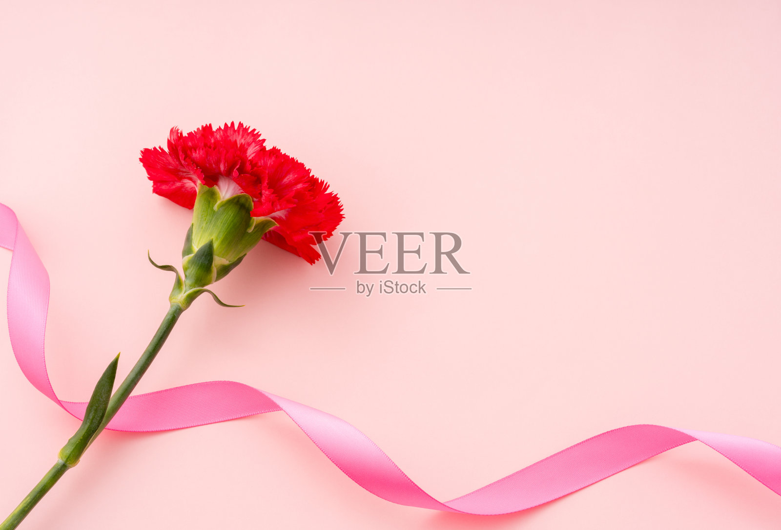 鲜花，康乃馨，母亲节，礼物。照片摄影图片