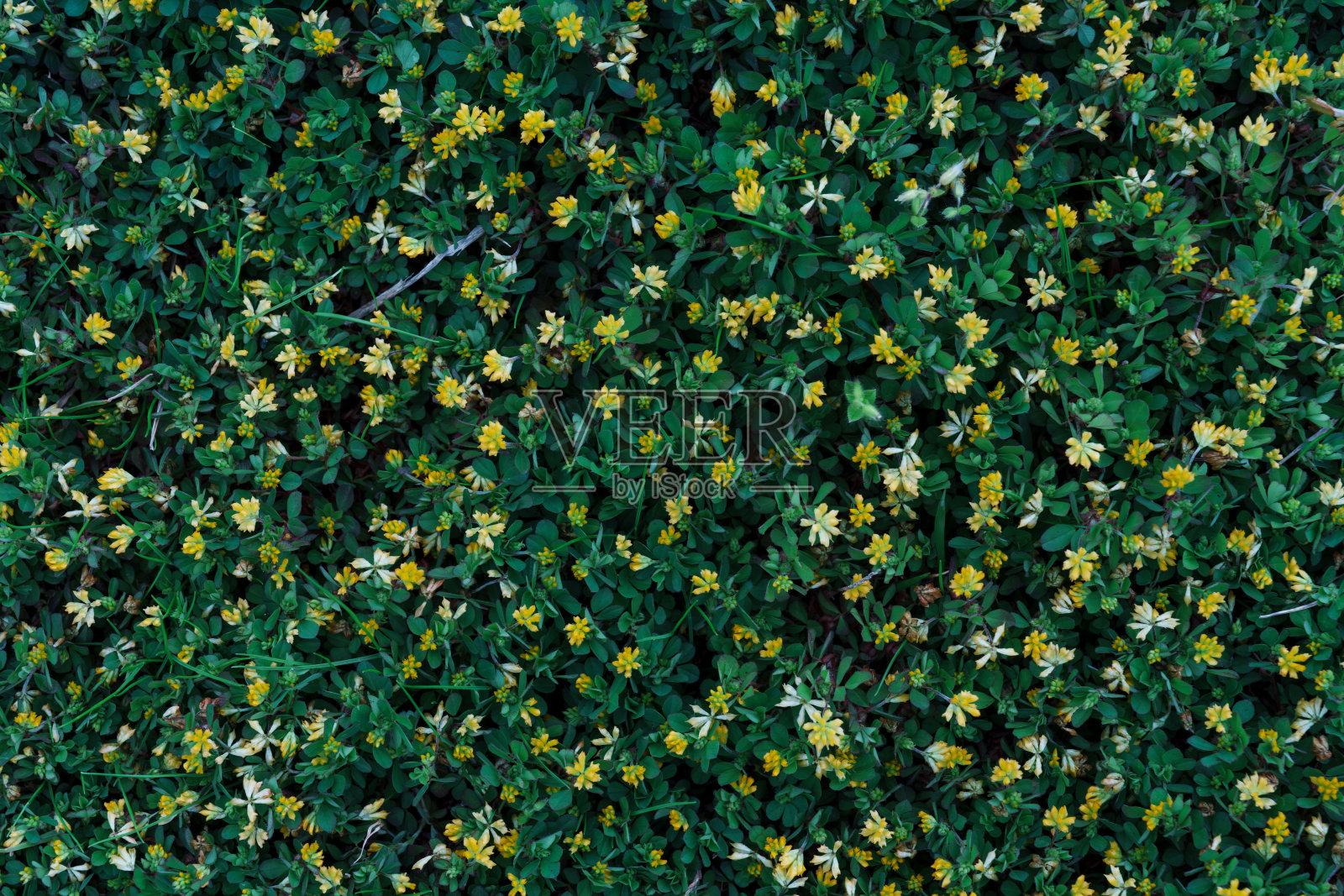 很多三叶草照片摄影图片