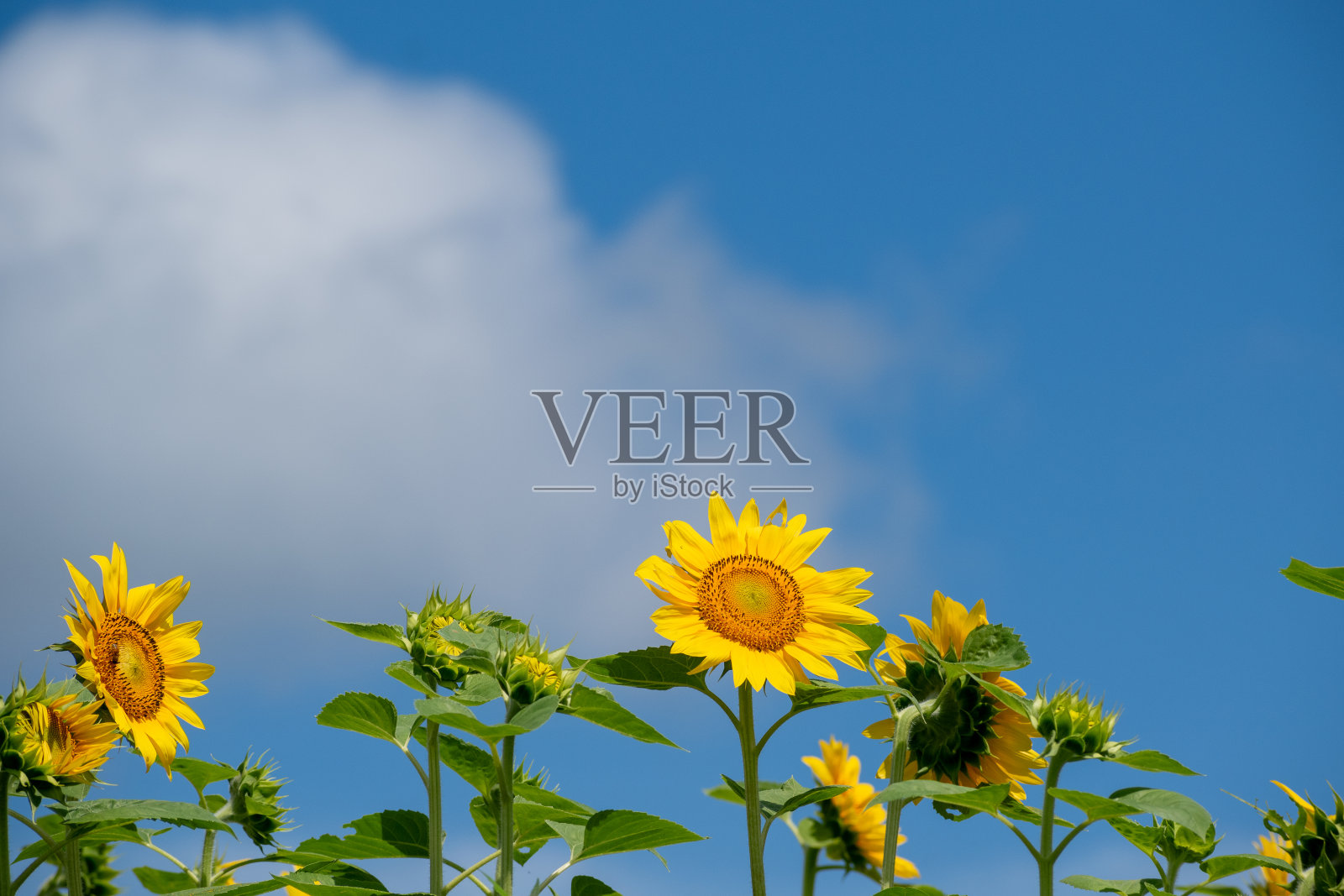 向日葵在蓝天的映衬下怒放照片摄影图片