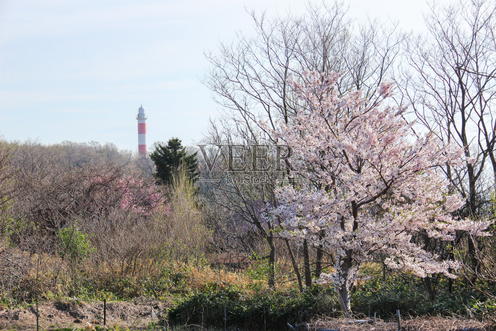 郊区樱花盛开照片摄影图片