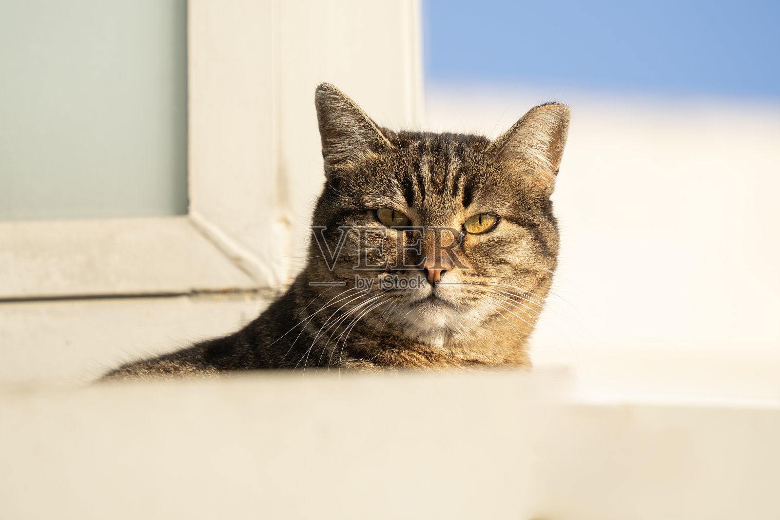 阳光下的猫的肖像照片摄影图片
