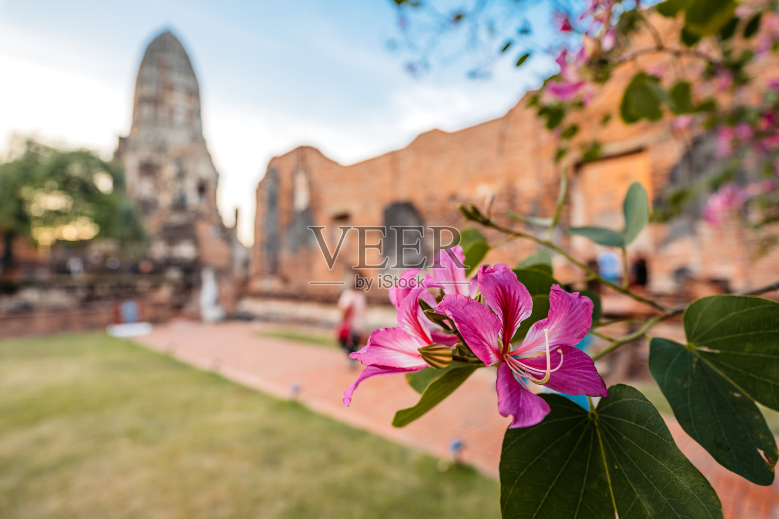 泰国大城府历史公园Ratchaburana寺樱花盛开照片摄影图片