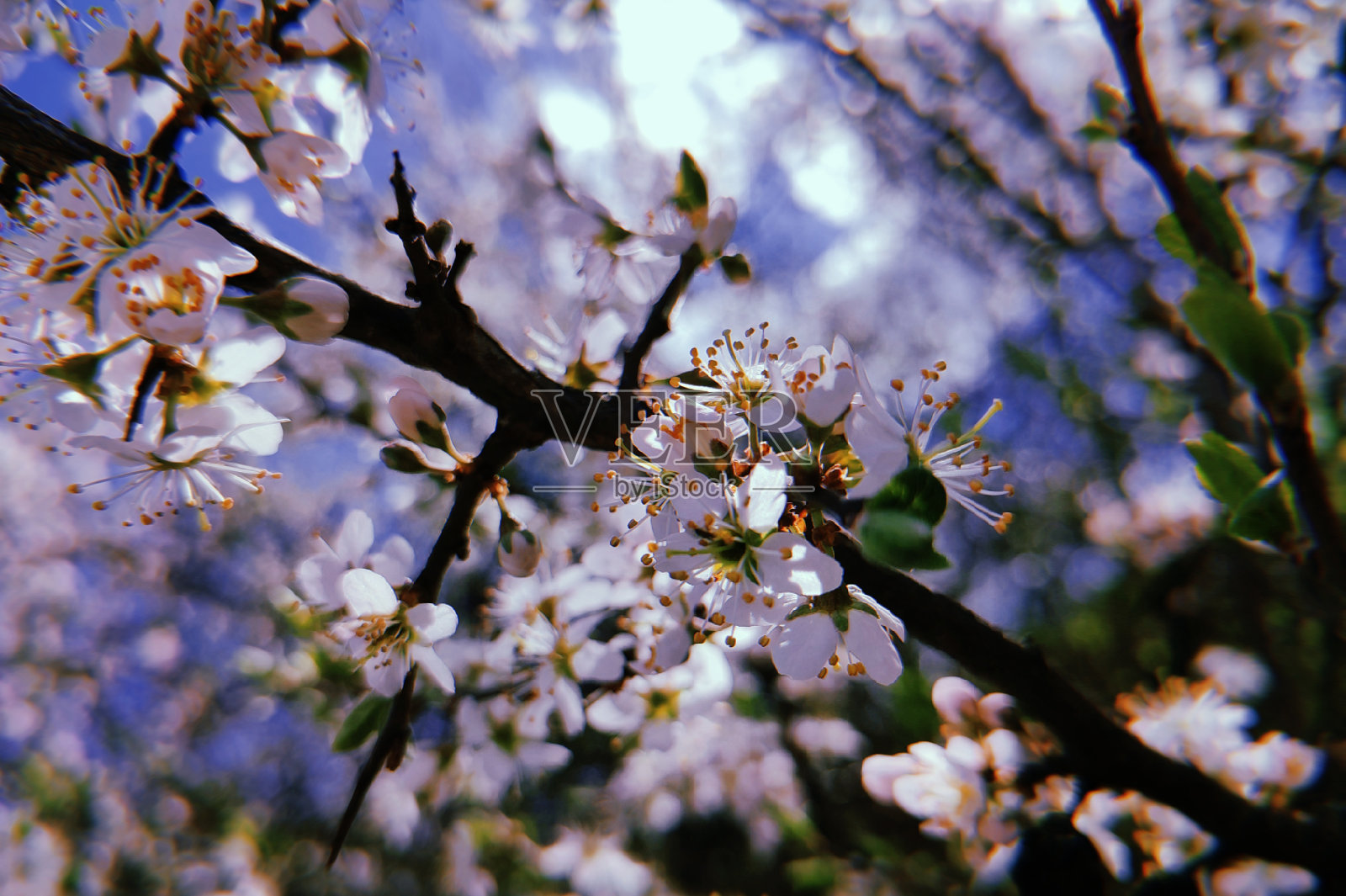 乌克兰的樱花照片摄影图片