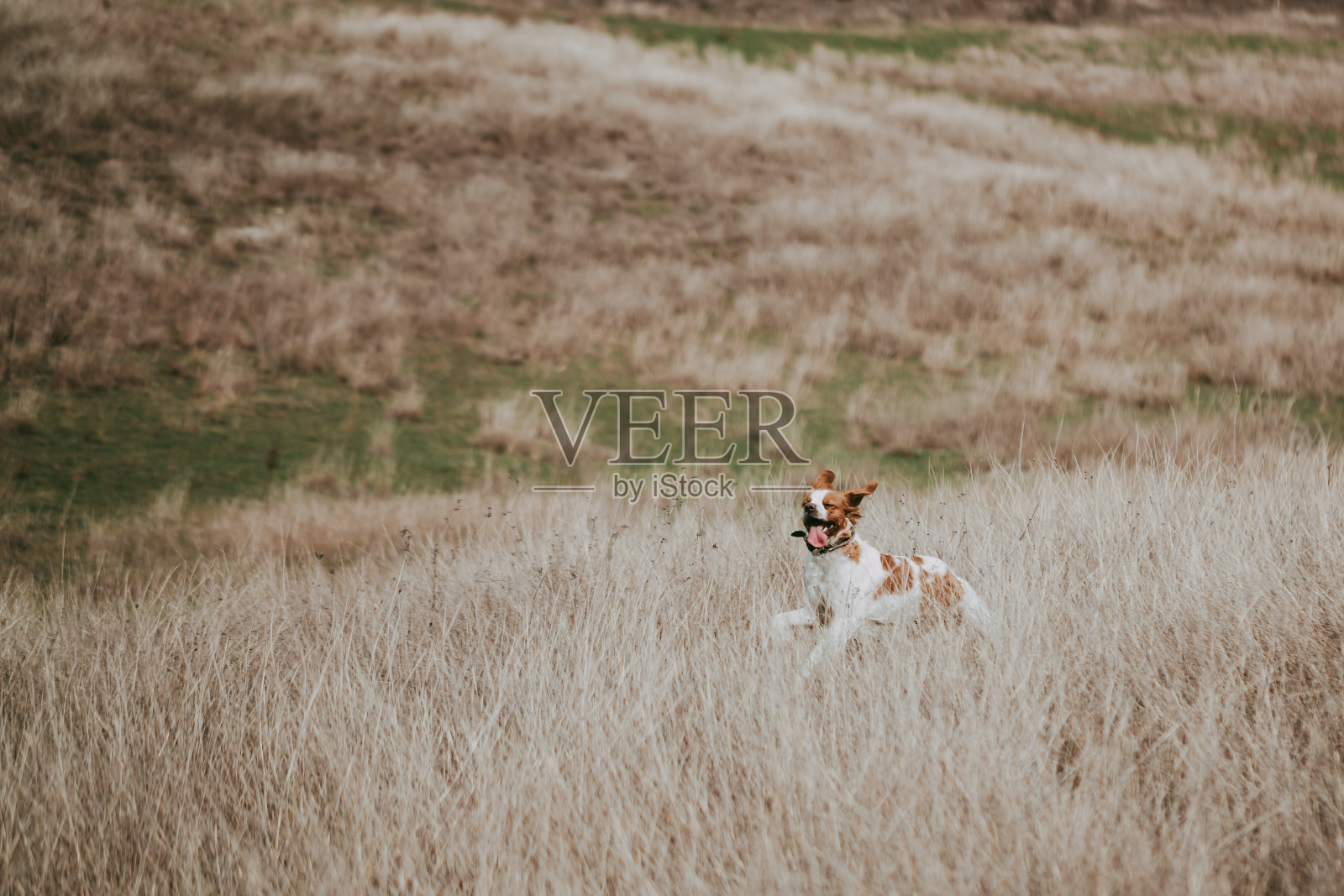 白色和红色相间的伊帕尼奥尔布列塔尼猎犬欢快地在山丘和草地上奔跑，它的耳朵蹦蹦跳跳，脸上挂着微笑。照片摄影图片