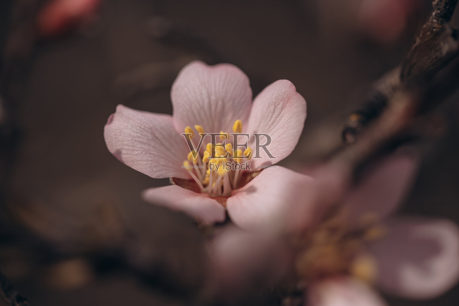 春天开花的果树，粉红色娇嫩照片摄影图片