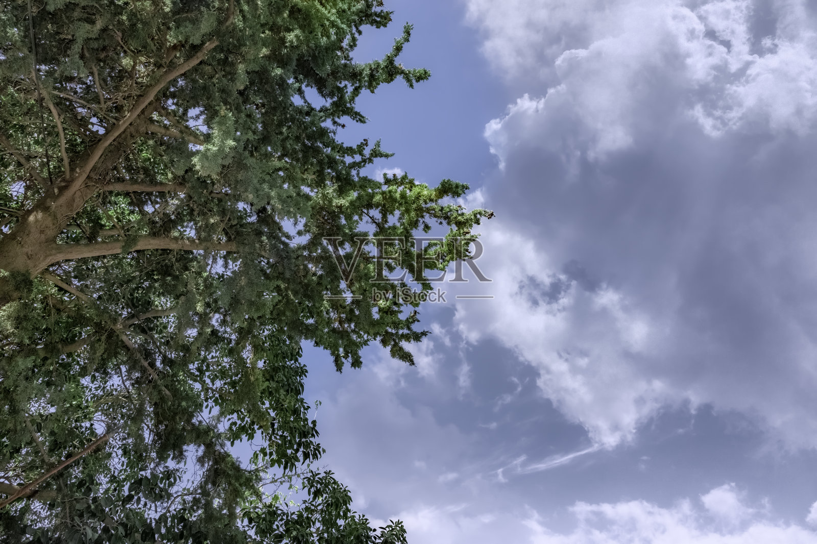 蓝天白云下的针叶树枝照片摄影图片