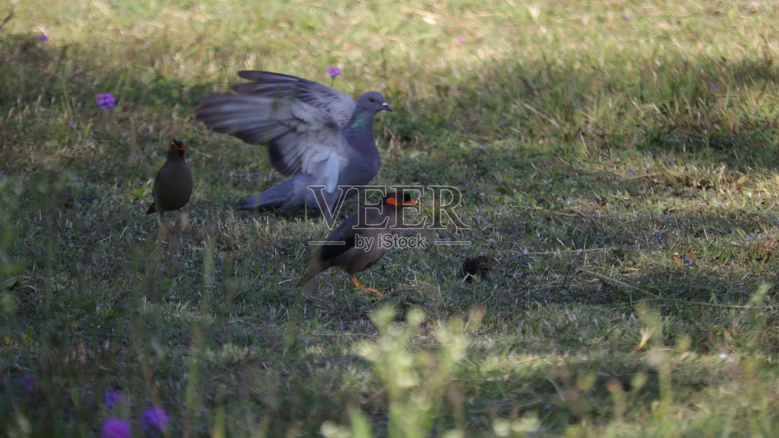 小鸟。照片摄影图片