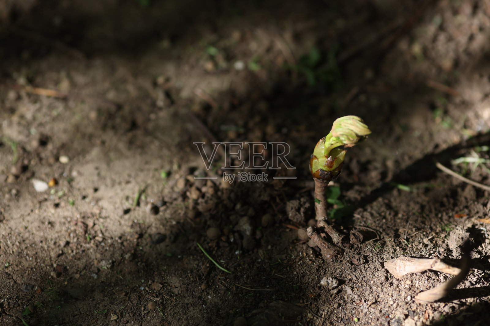 浅景深(选择性聚焦)的幼树发芽在一个阳光明媚的春日照片摄影图片