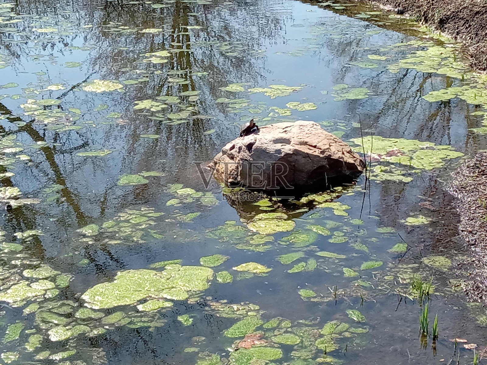 乌龟照片摄影图片