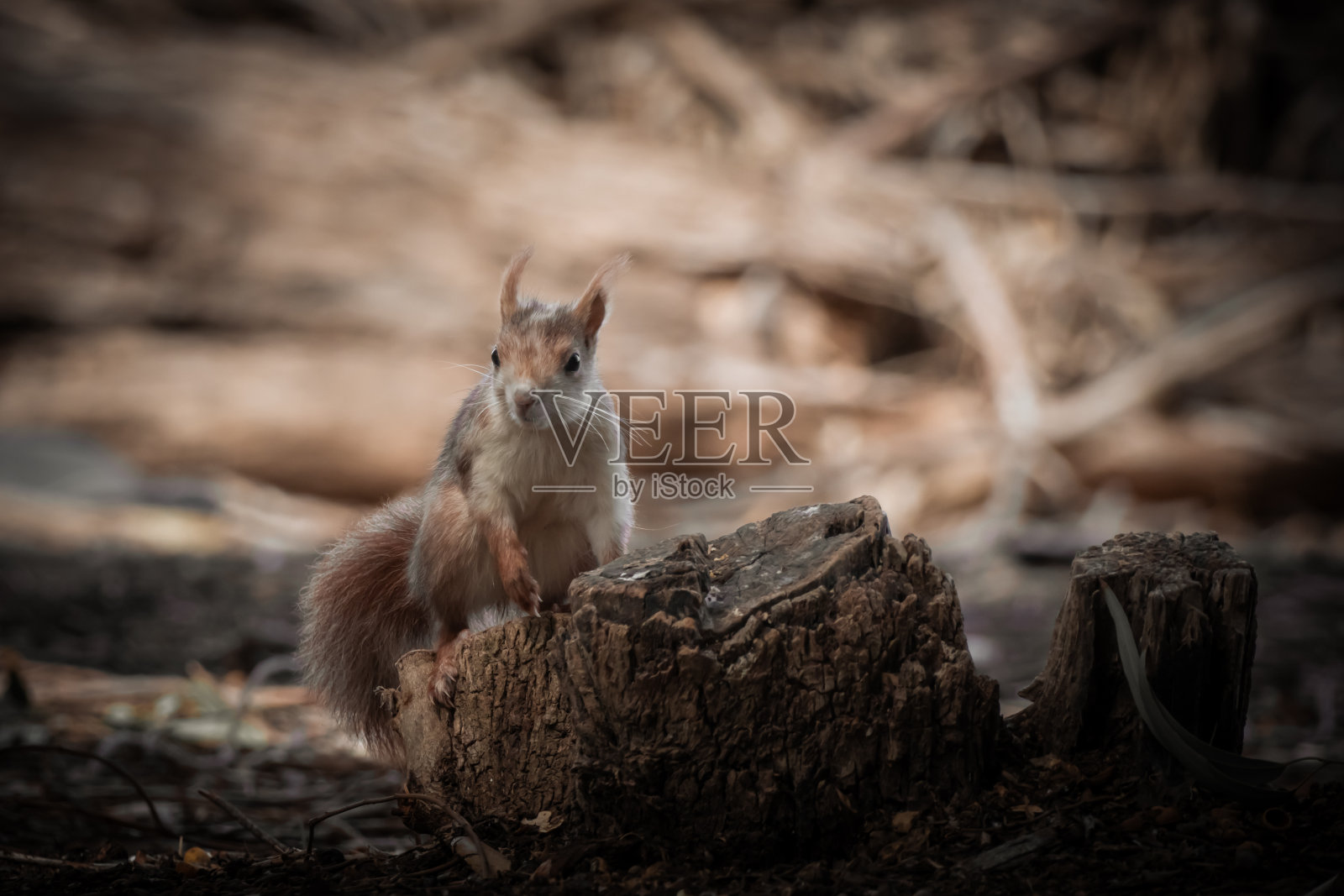 松鼠蹲在地上等着吃东西照片摄影图片