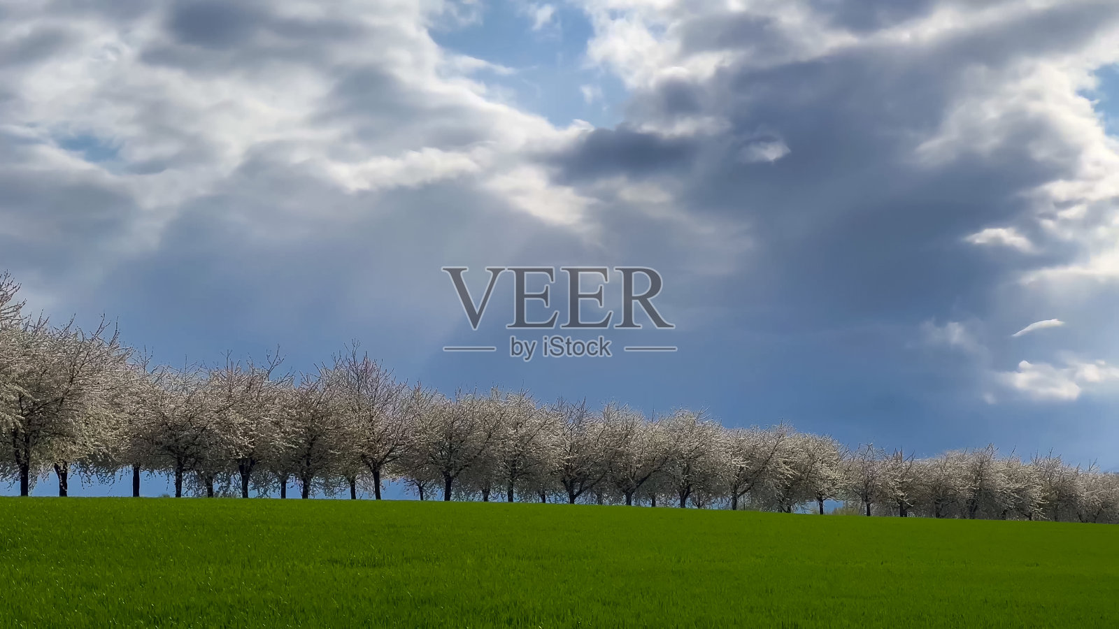 春景一条路，樱花盛开的小巷。德国农村照片摄影图片