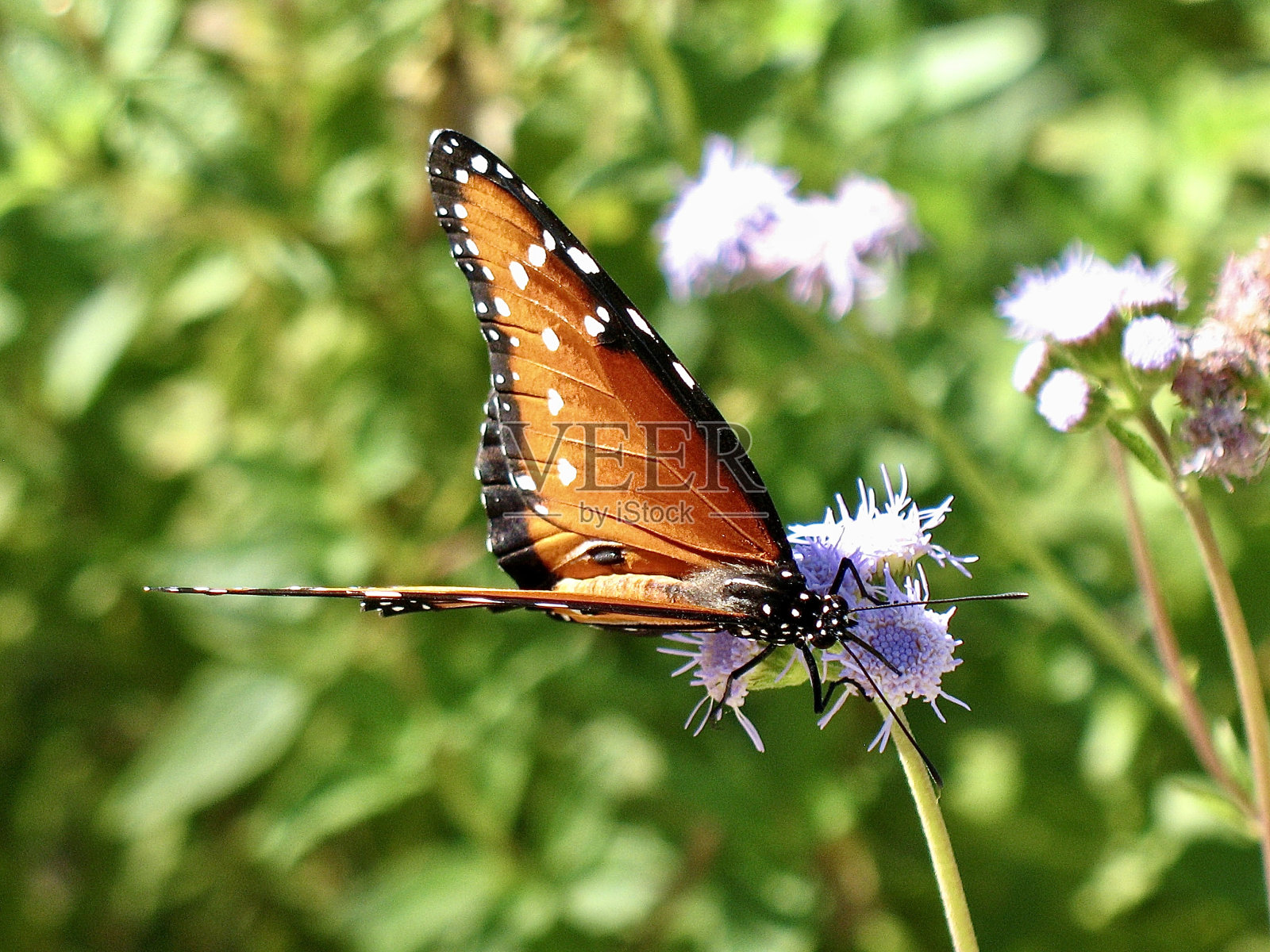 紫色花朵上的女王蝴蝶照片摄影图片