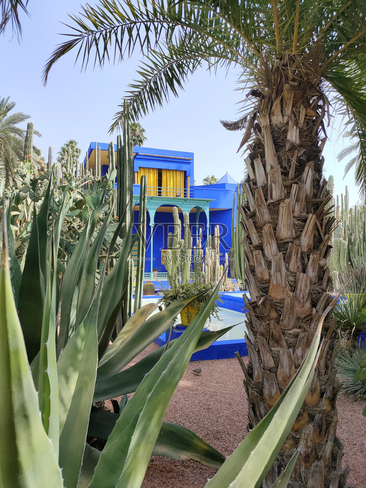 查顿Majorelle照片摄影图片