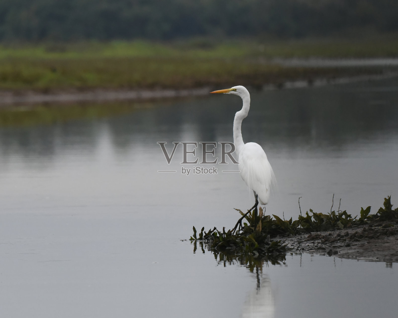 哥斯达黎加的鸟类:大白鹭照片摄影图片