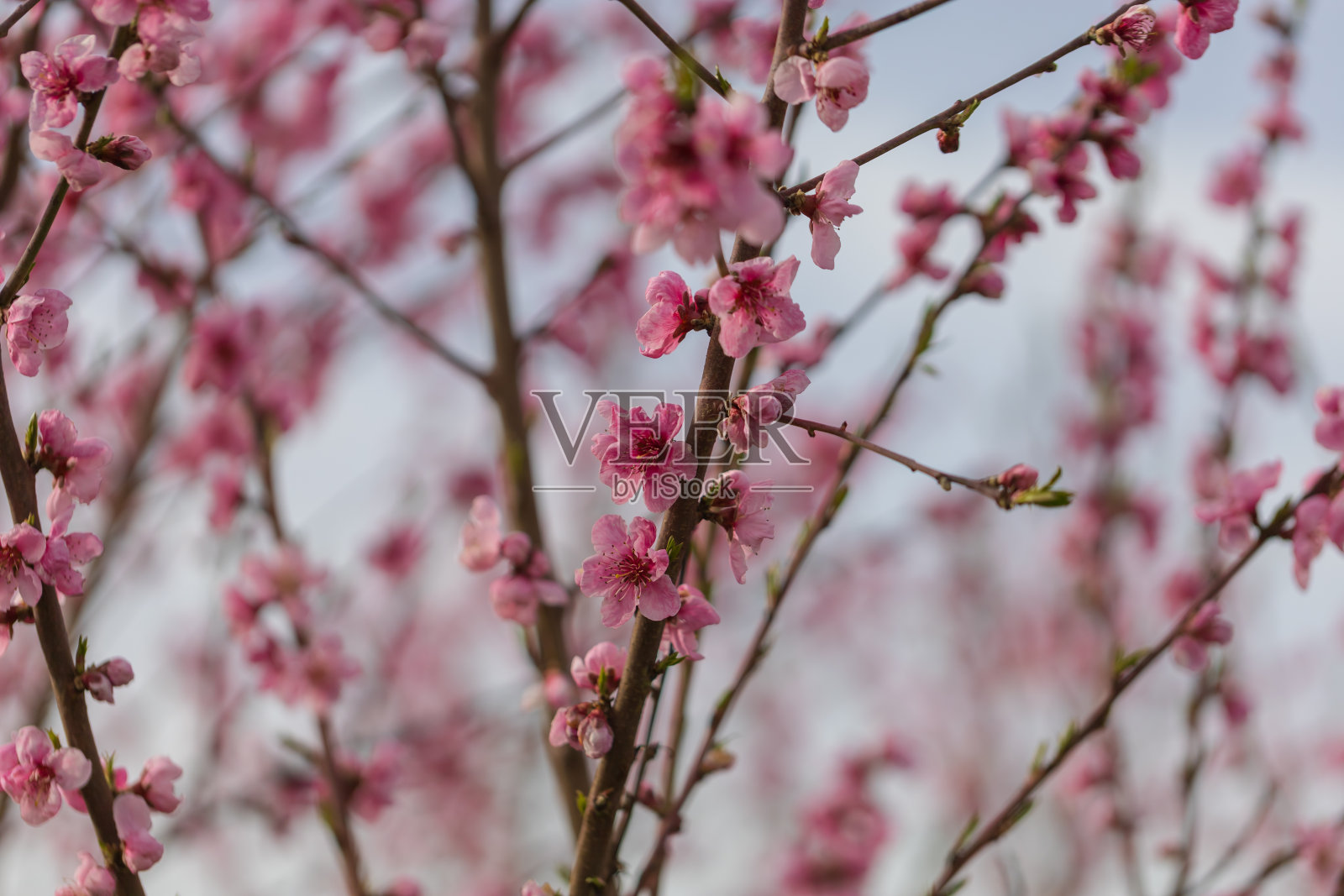 美丽的桃园。树上有粉红色的花。树之间有绿草。天空是蓝色的。照片摄影图片