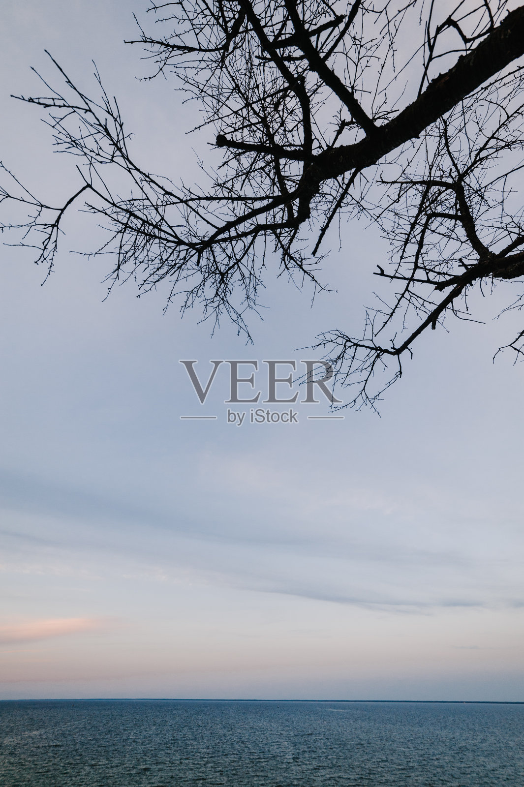 蓝色的海地平线。在蓝天和大海的背景下，一棵枝繁叶茂的树。那棵孤零零的老树上方的天空引人注目。放文字的地方。照片摄影图片