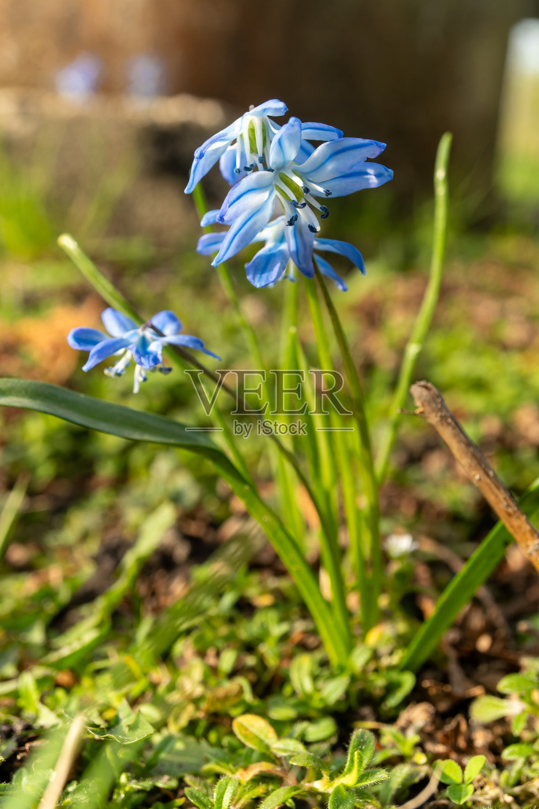 鲜艳的紫色花朵覆盖了田野，创造了一个美丽的色彩展示照片摄影图片