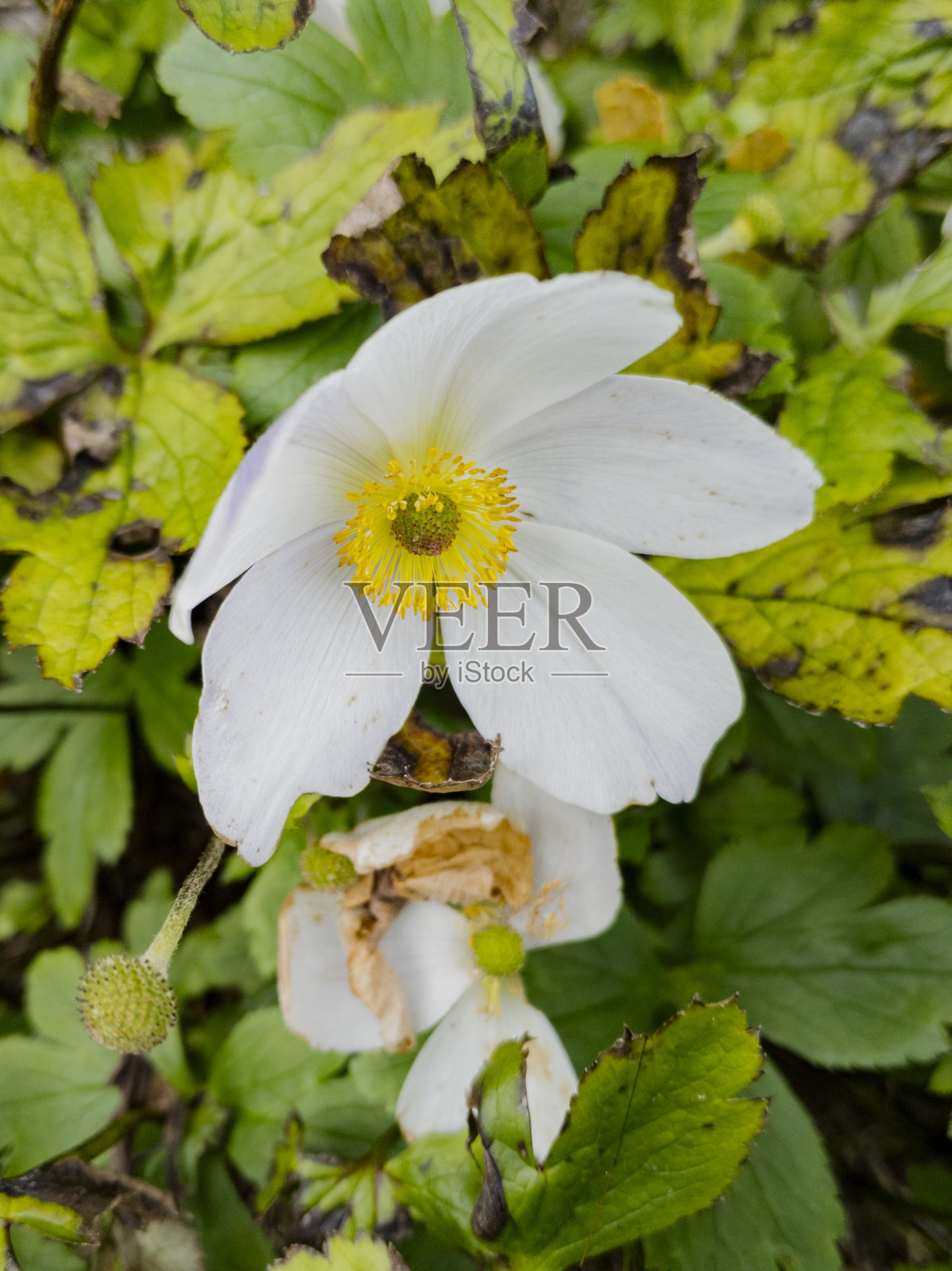 雪花莲海葵照片摄影图片