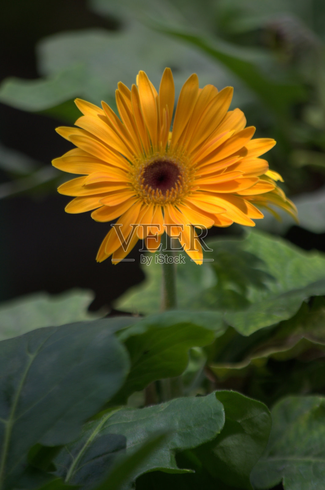 委内瑞拉米兰达的一朵花!照片摄影图片